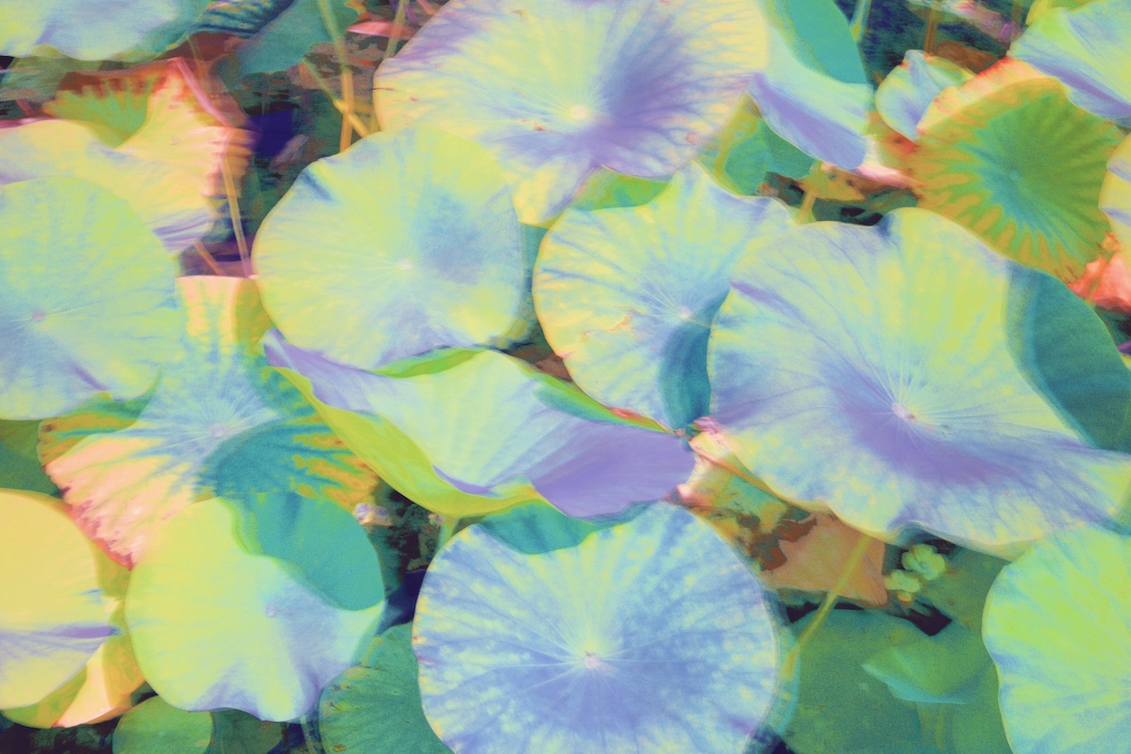 jardin